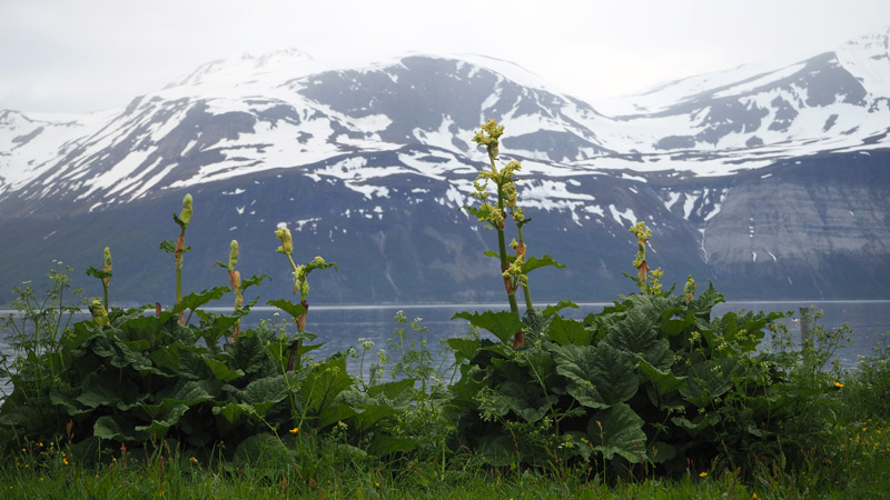 Rabarber of toch wat anders??
