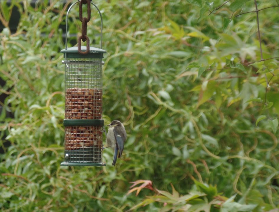 jonge pimpelmees of jonge koolmees?