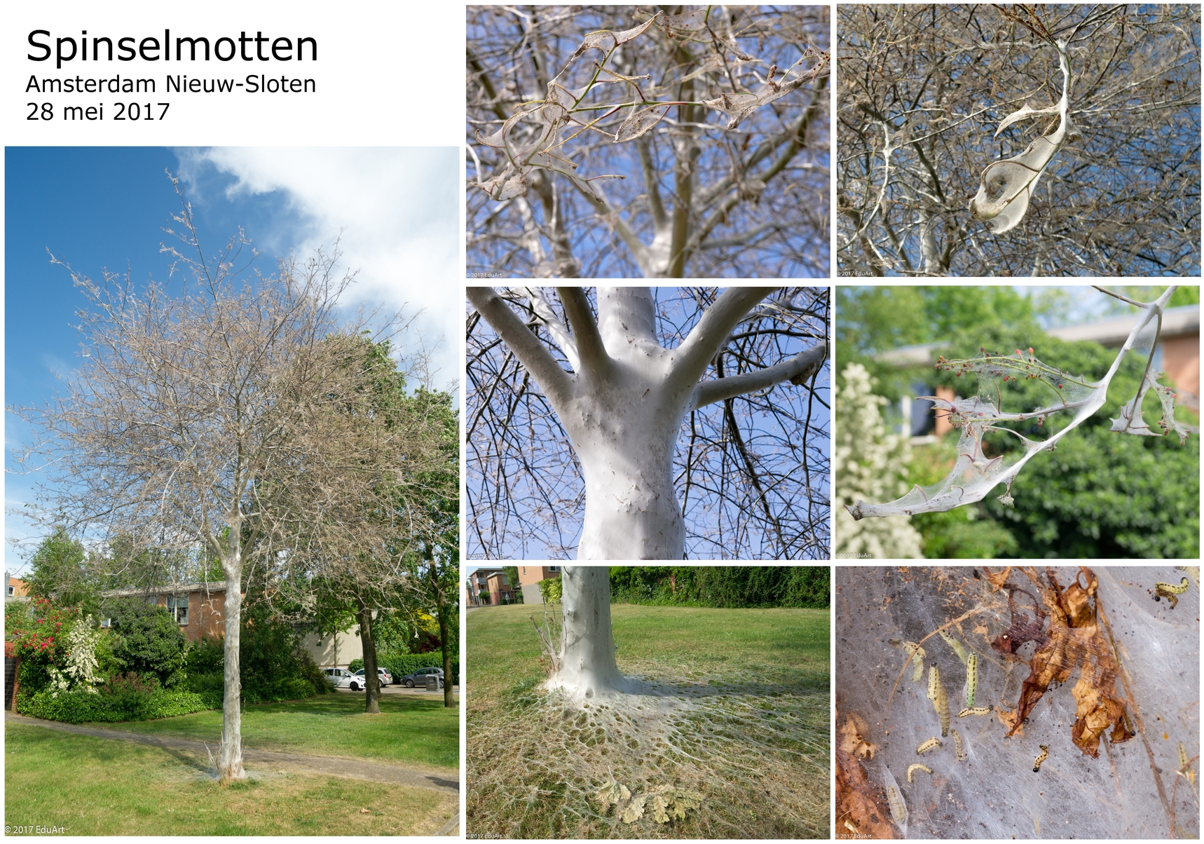 Spinselmotten, maar in welke boom?