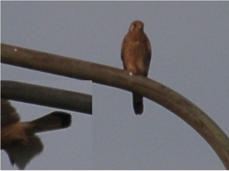 Welke "roofvogel"is dit