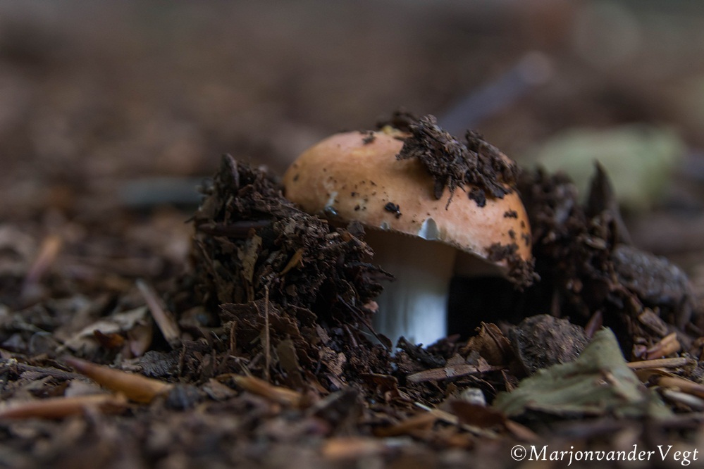 Het is eind Juli en toch zijn er al veel paddenstoelen
