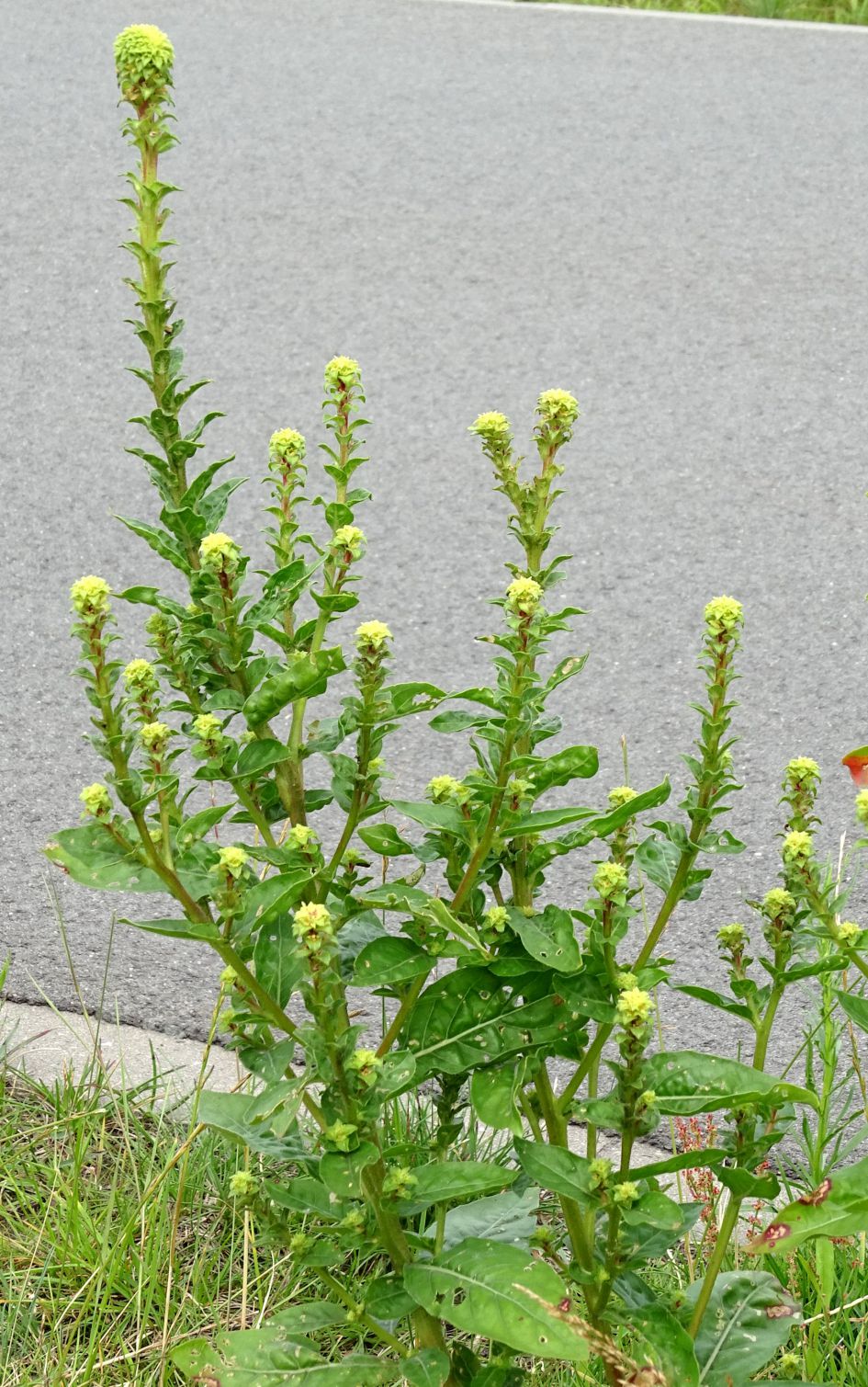 wat voor plant is dit?