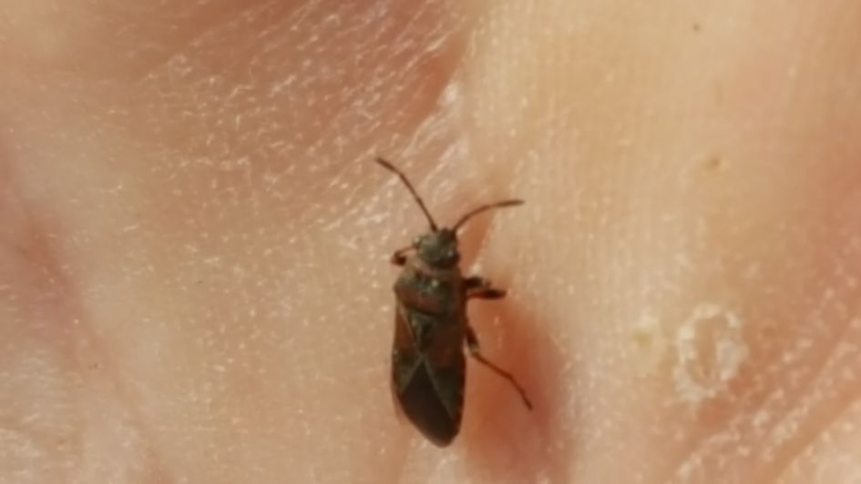 Wie weet wat dit voor een insect is.