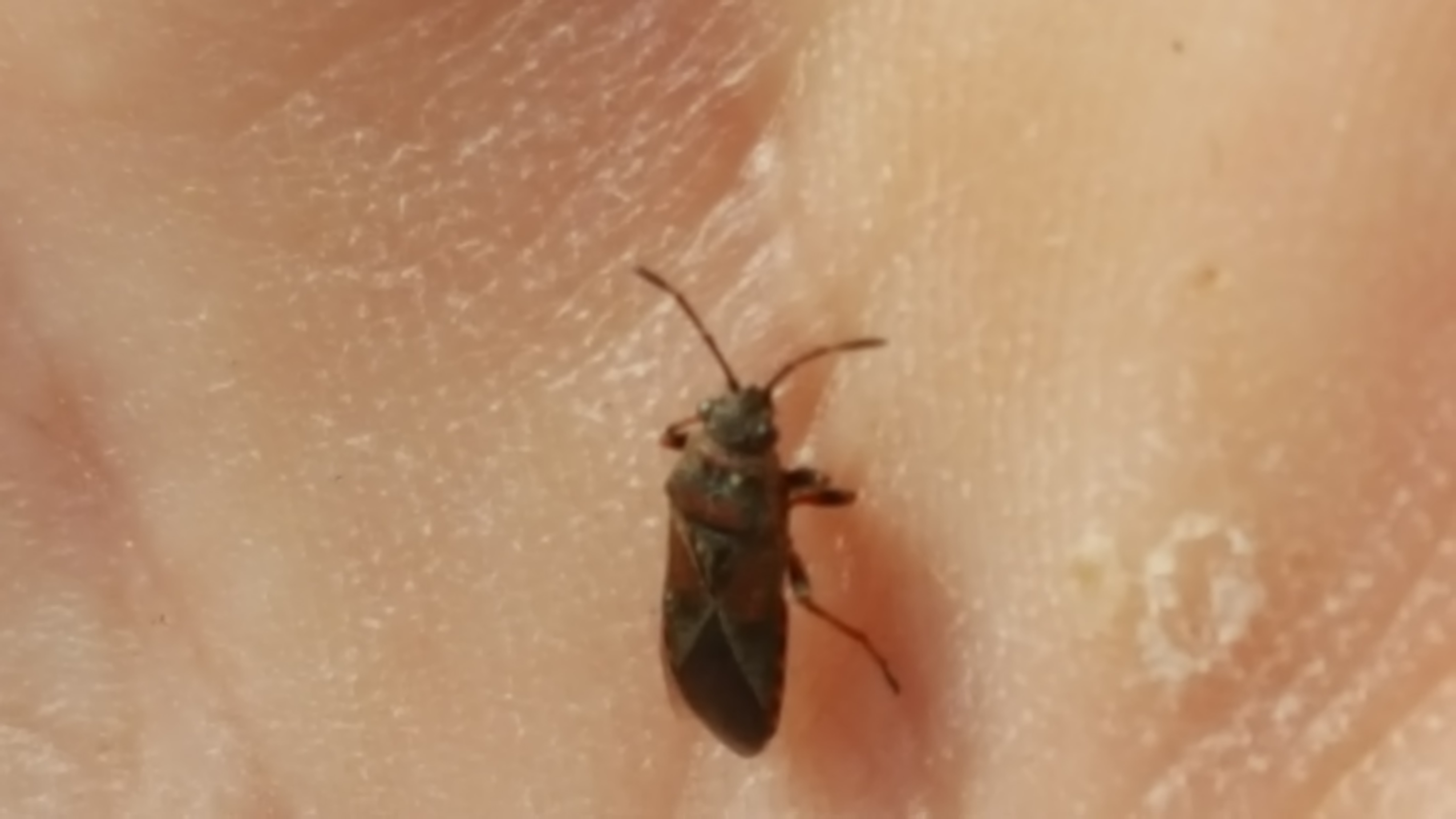 Wie weet wat dit voor een insect is.