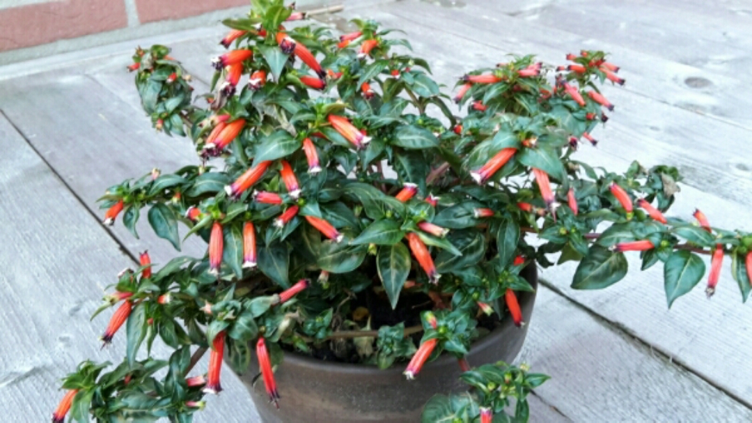 Welke plant(/zomerbloeier) is dit?