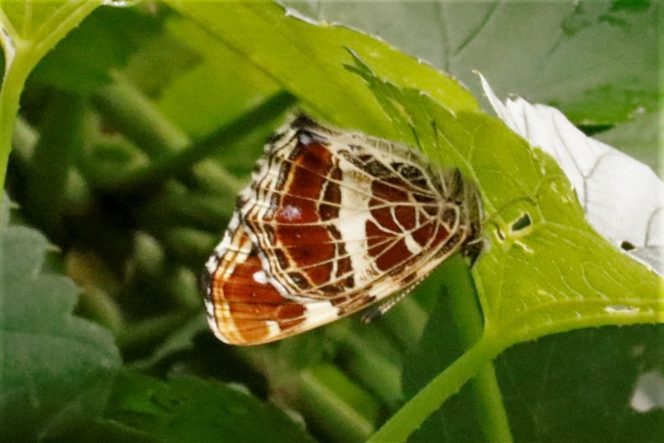 naam van deze vlinder?