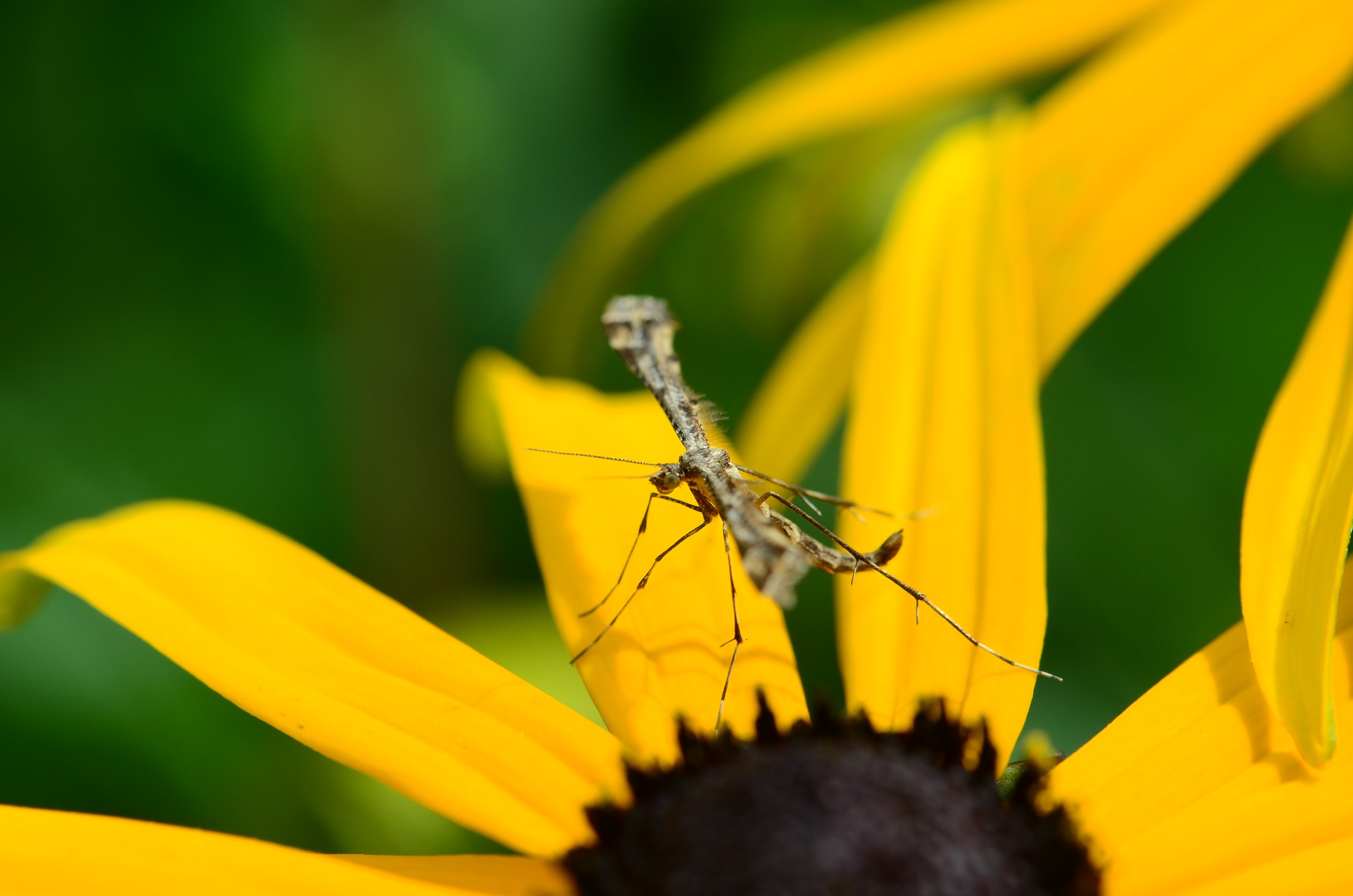 Wat is dit voor een insect