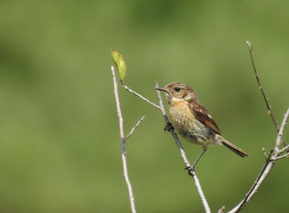 Wat is dit voor een vogel ?