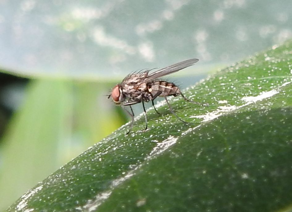 Welke vlieg is dit?