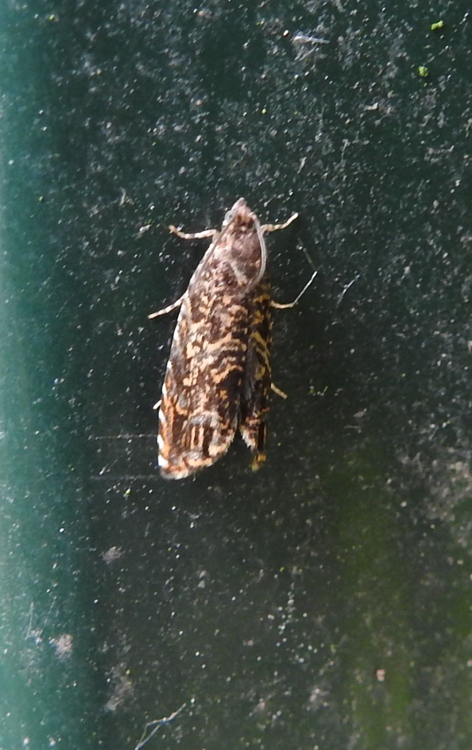 Welke micro nachtvlinder is dit?