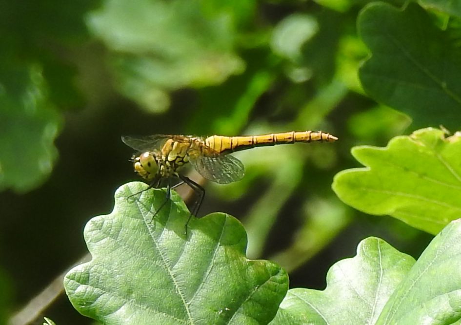 Welke libelle is dit?