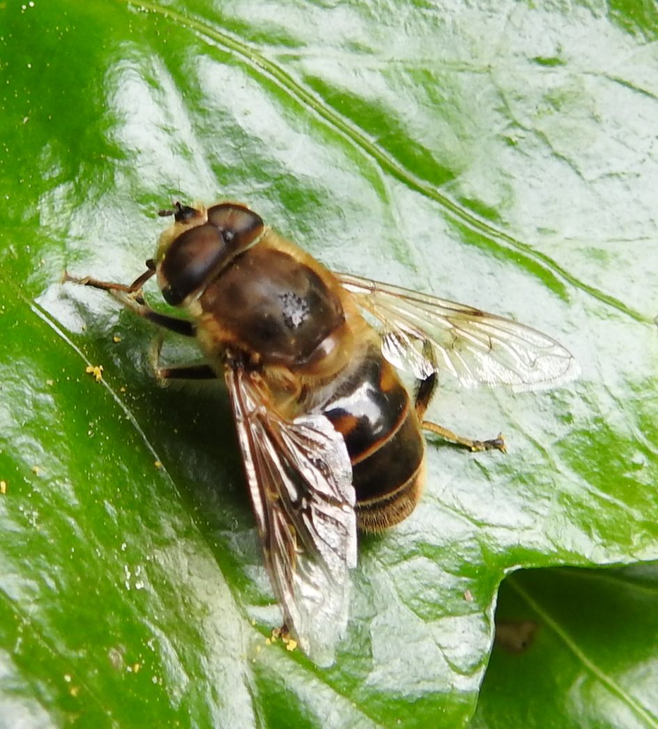 Bij of wesp of toch niet?