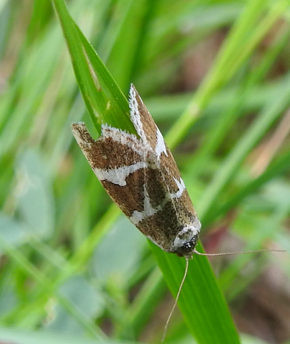 Welke micro nachtvlinder is dit?