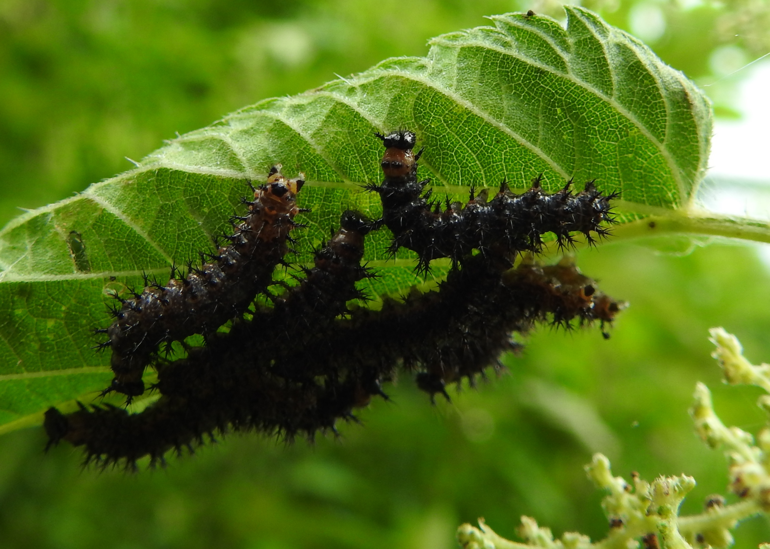 Welke rupsen zijn dit?