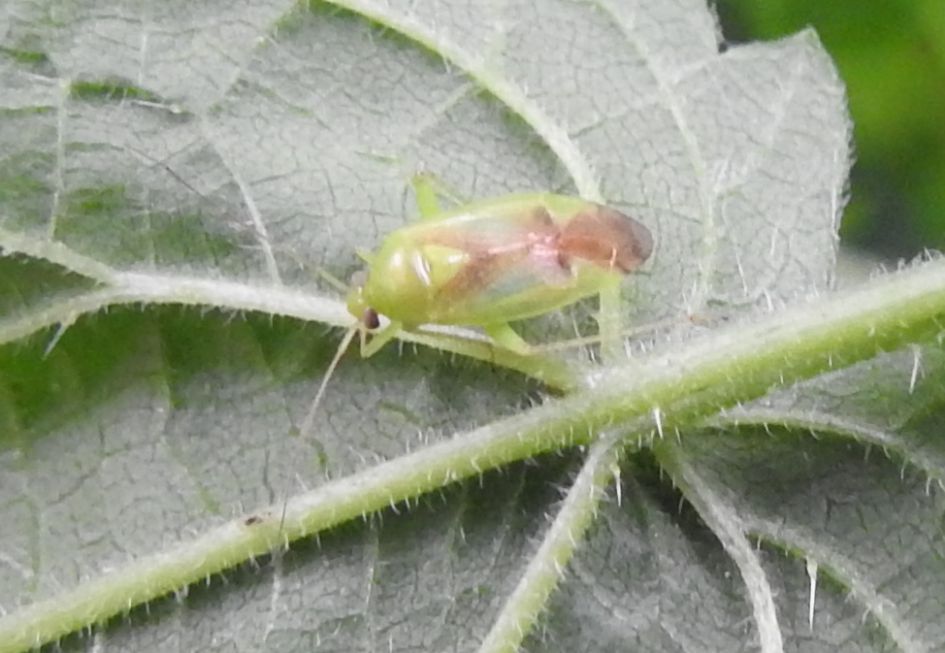 Wie weet wat dit is?