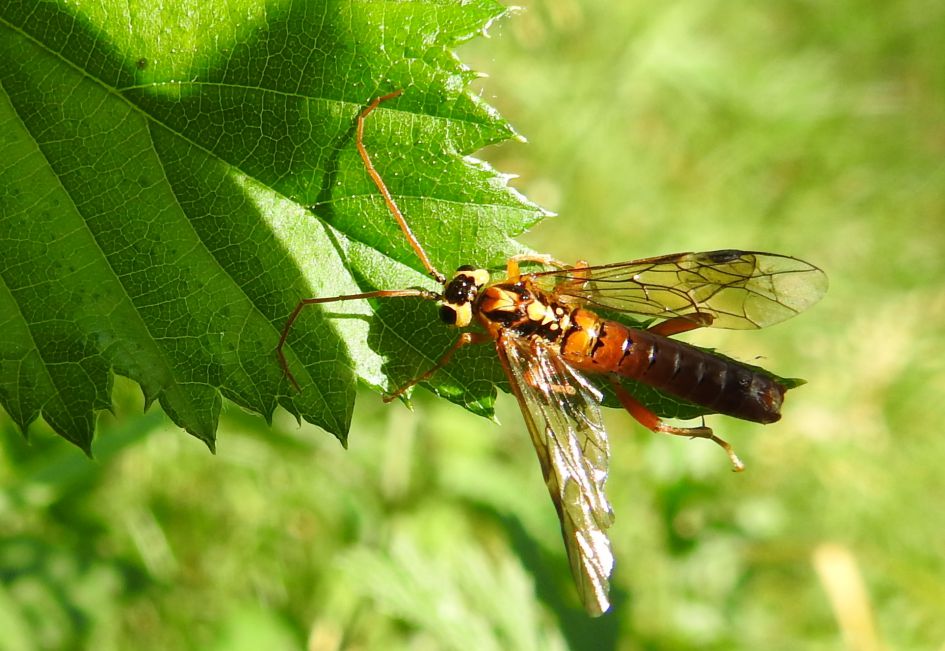 Wie weet wat dit is?