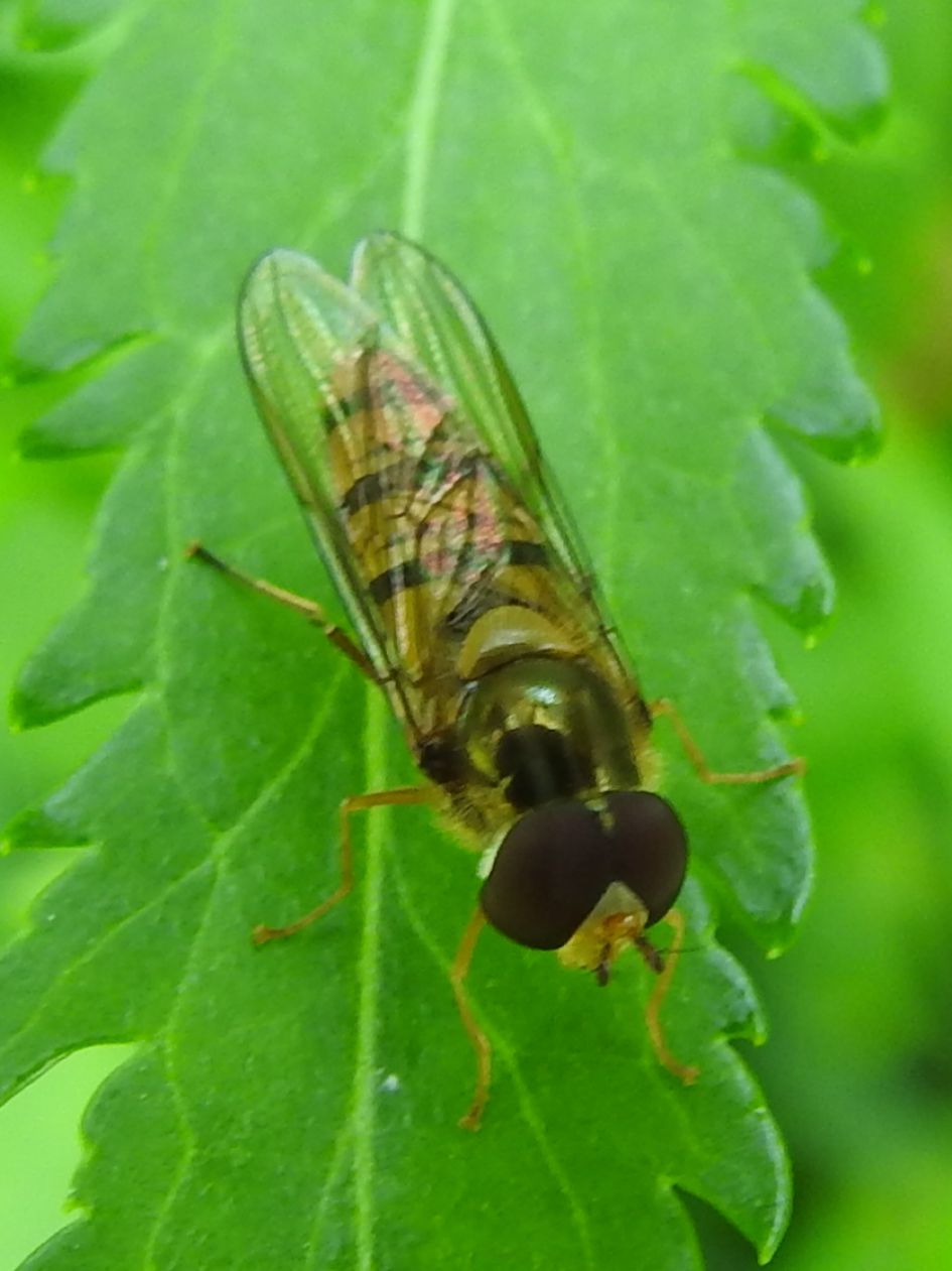 Wie weet wat dit is?