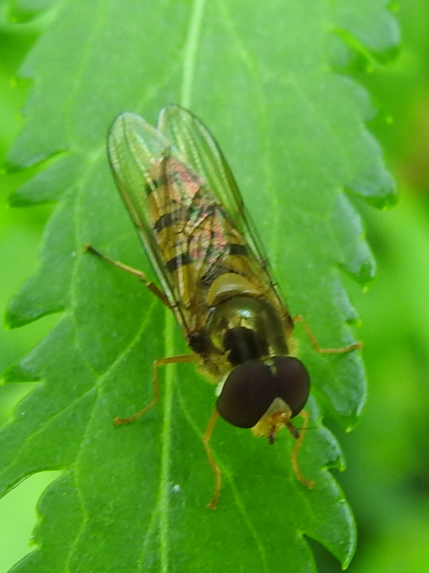 Wie weet wat dit is?