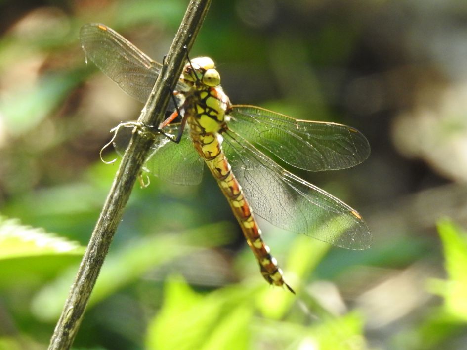 Wie kent deze libel?