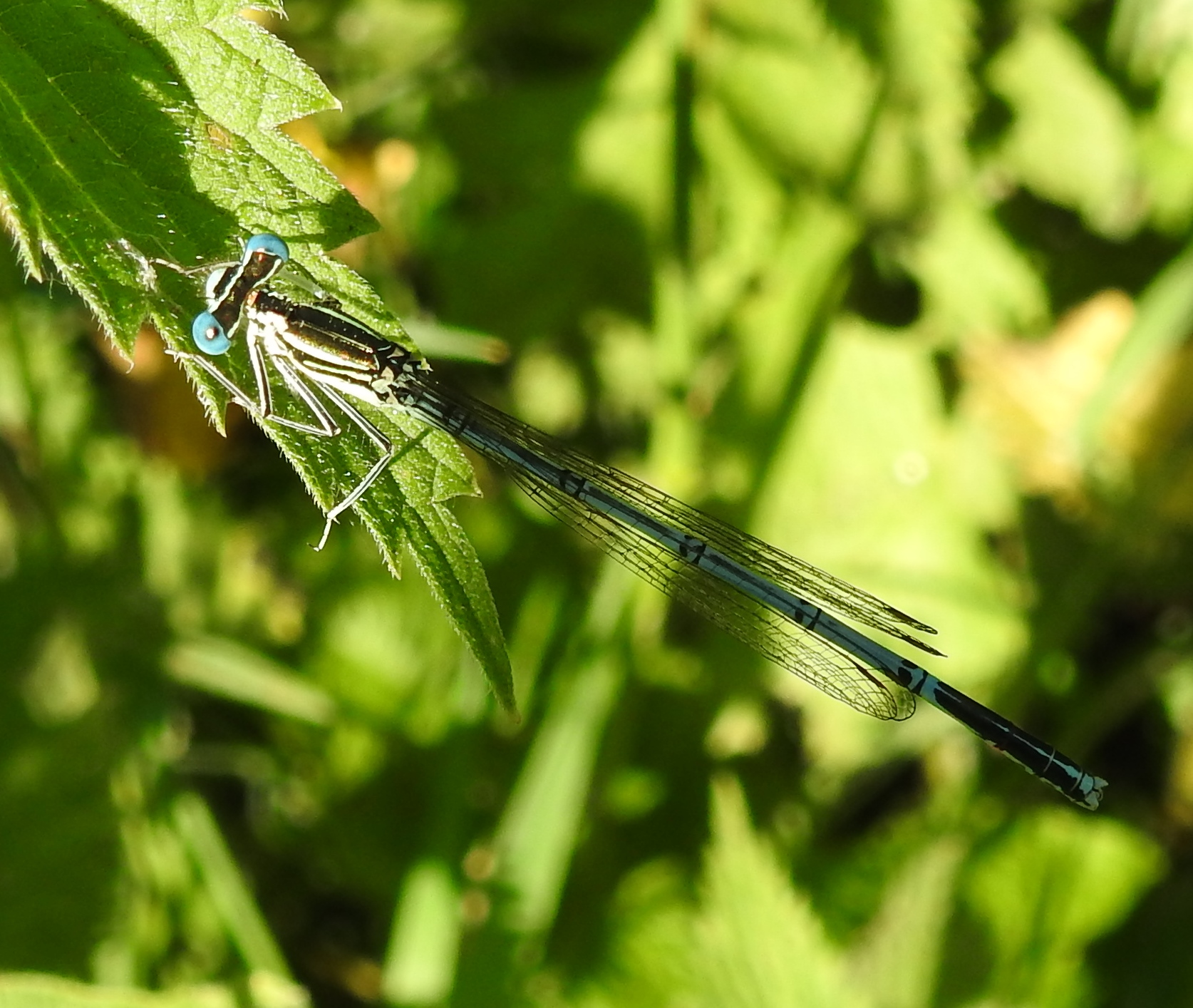 Welke juffer heb ik hier?