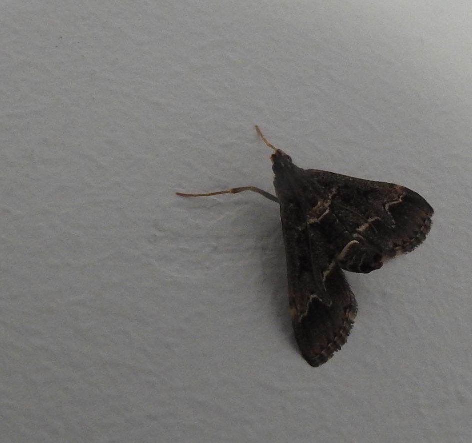 Welke nachtvlinder is dit?