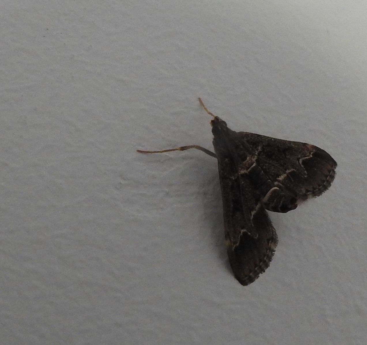 Welke nachtvlinder is dit?