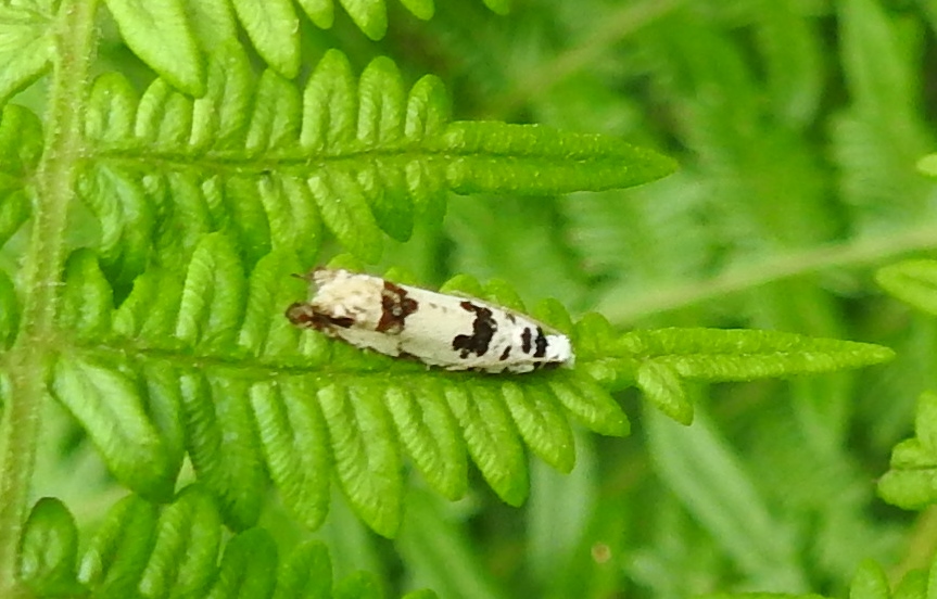 Welke nachtvlinder is dit?