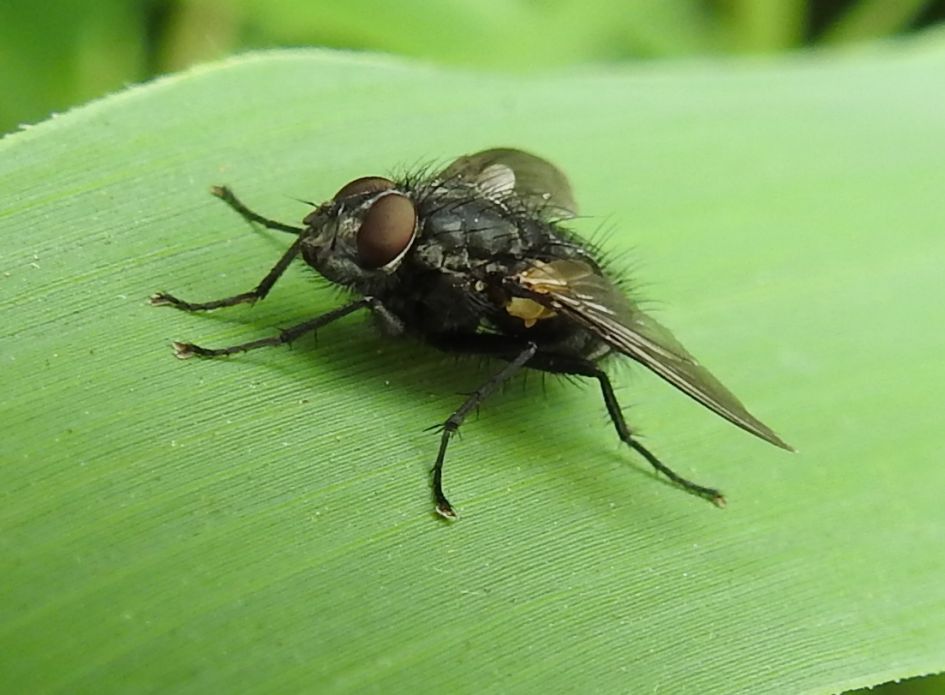 Welke vlieg is dit?