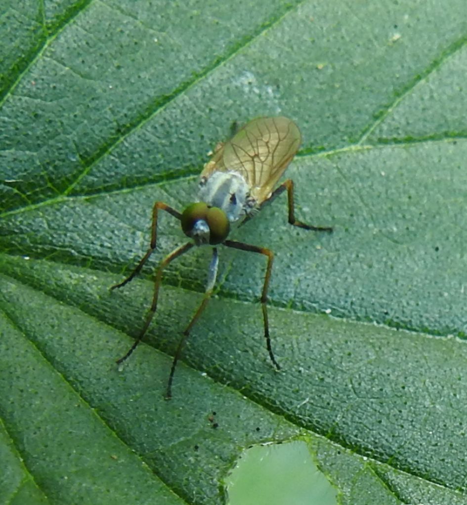 Wat si dit voor een prachtig beestje?