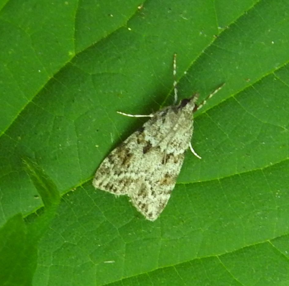 Welke nachtvlinder is dit?