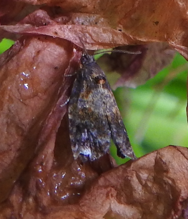 Welke nachtvlinder is dit?