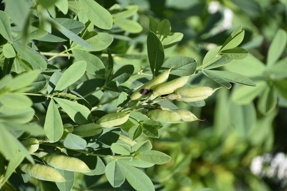 Weet iemand van welke tuinplant dit zaden zijn?