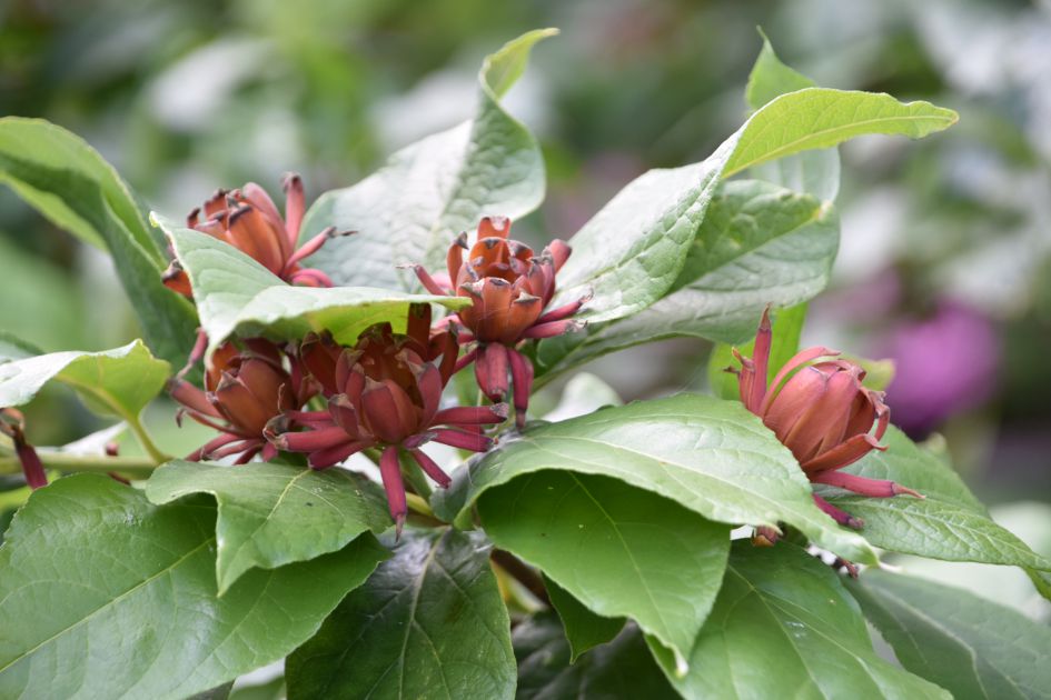 Wat mag dit wel zijn?