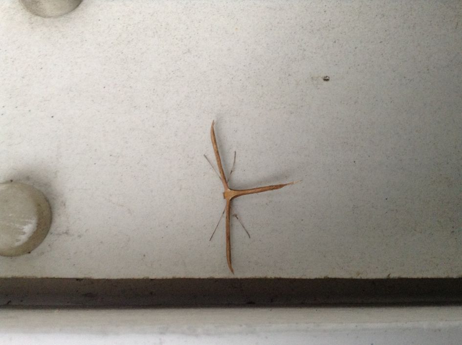 Wie weet wat dit is ( insect)