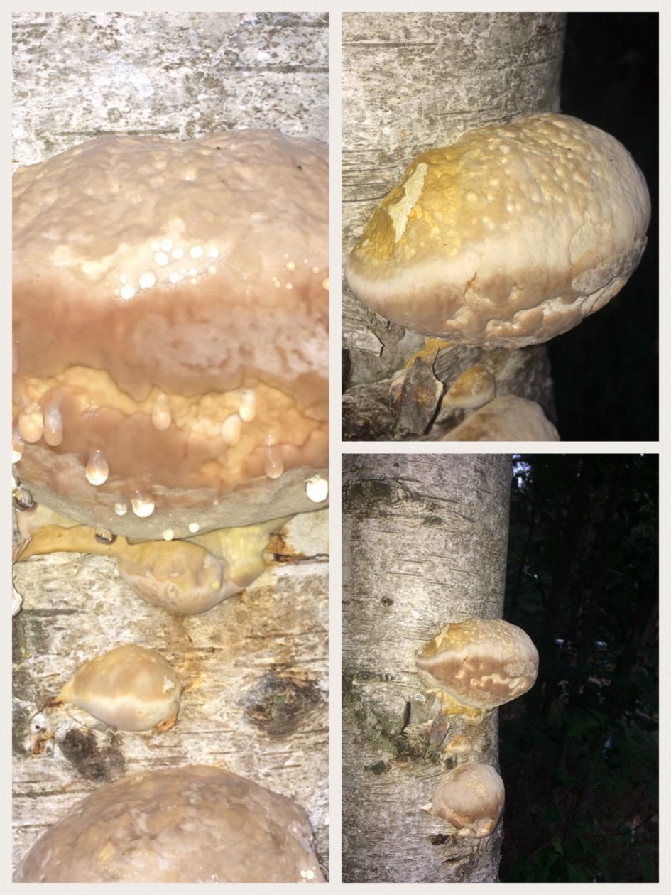 Zwammen op dode berk