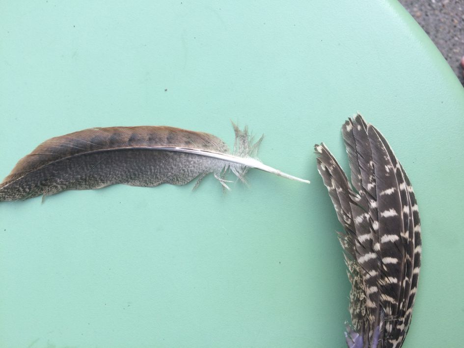 Vanwelke vogels zijn deze veren?