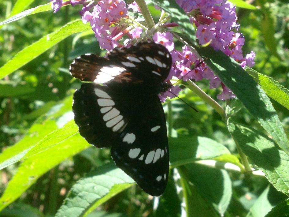 Welke vlinder is dit?