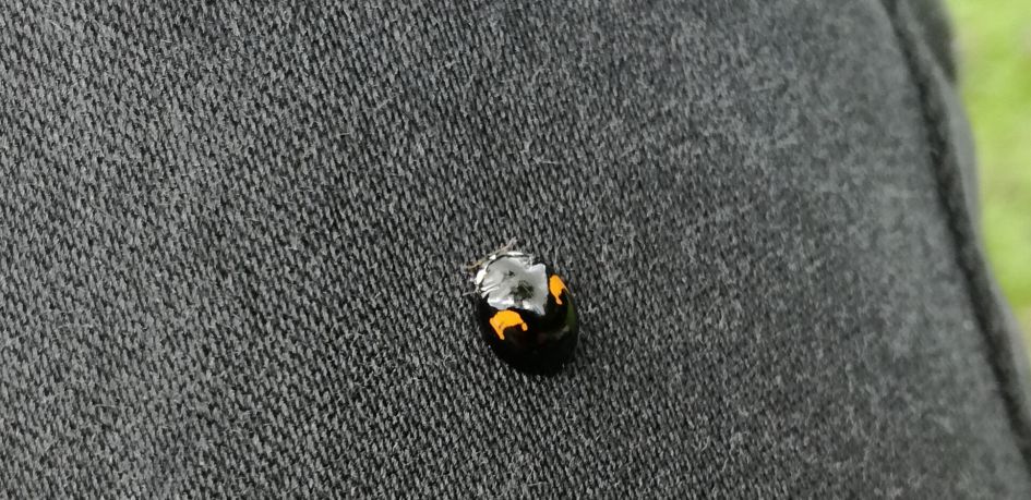 Welk kevertje,torretje ?