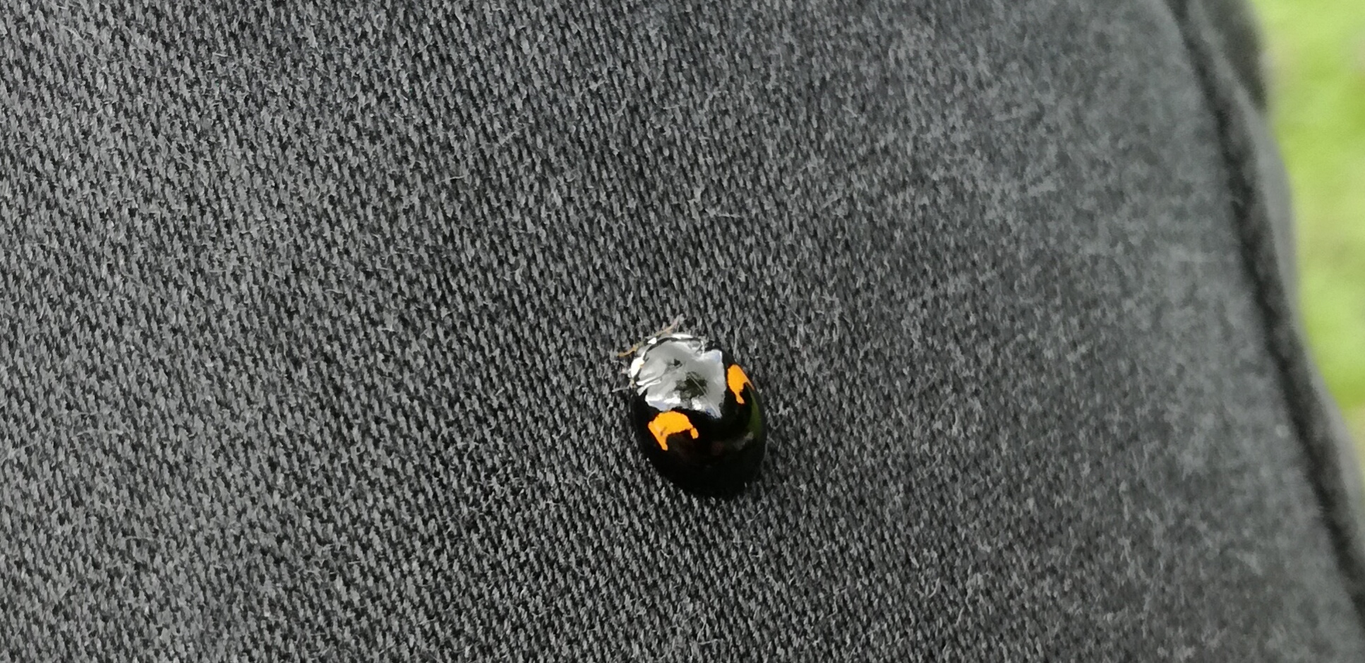 Welk kevertje,torretje ?