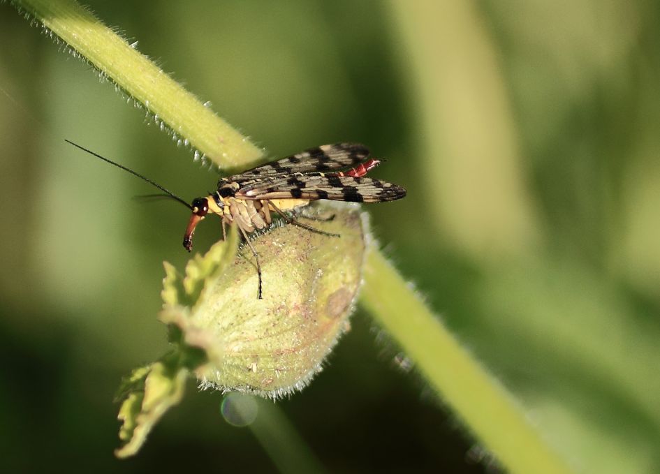 Wie herkent deze vlinder en weet de naam ervan?