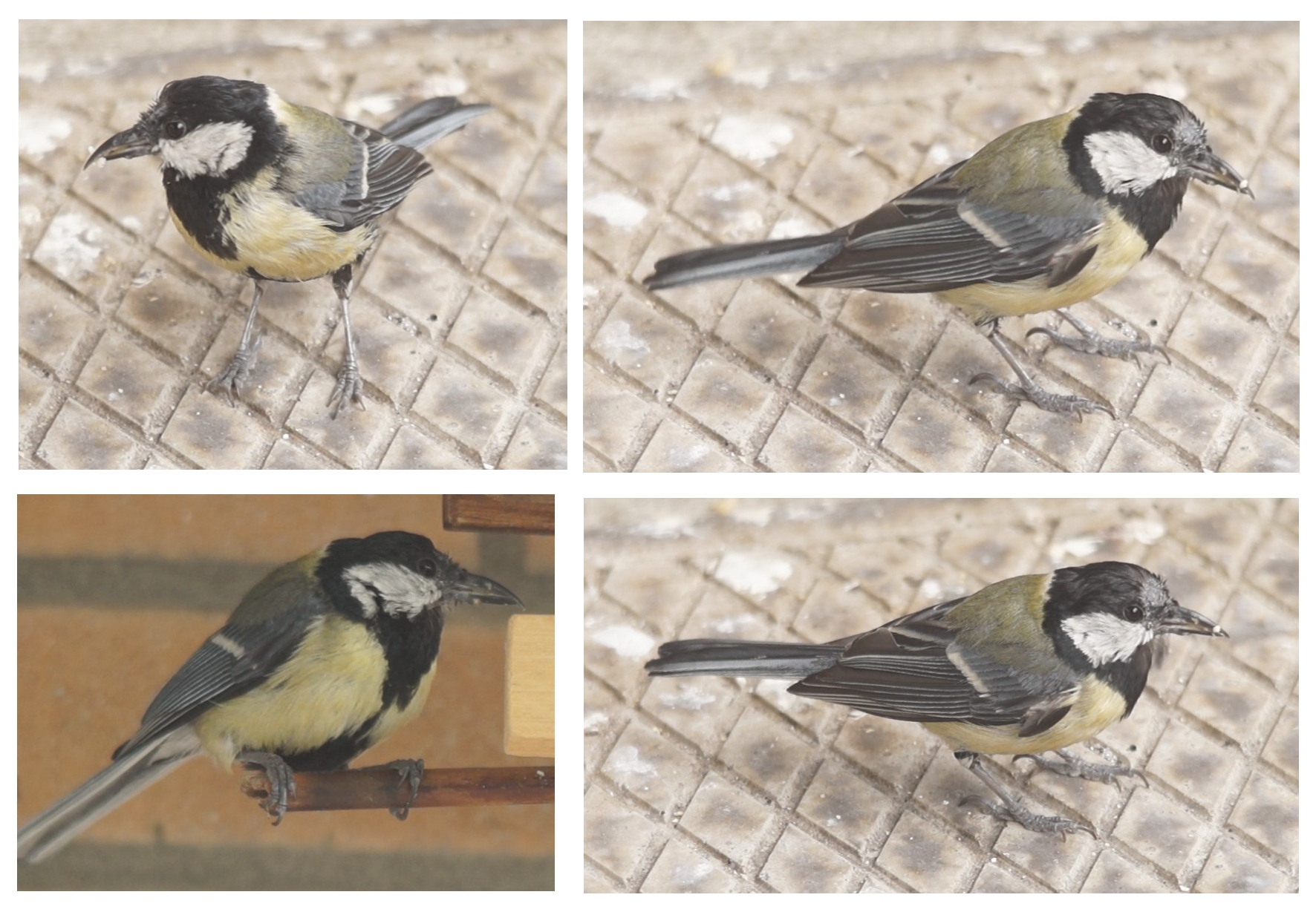 Koolmees met opvallend lange snavel