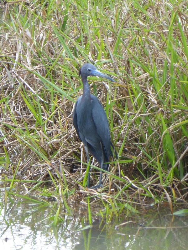 Welke vogel is dit?