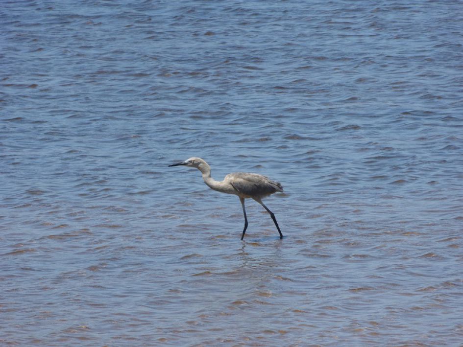 Welke vogel is dit?