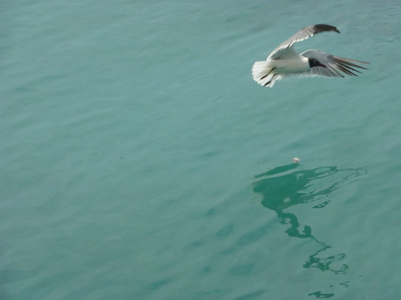 Welke vogel is dit?