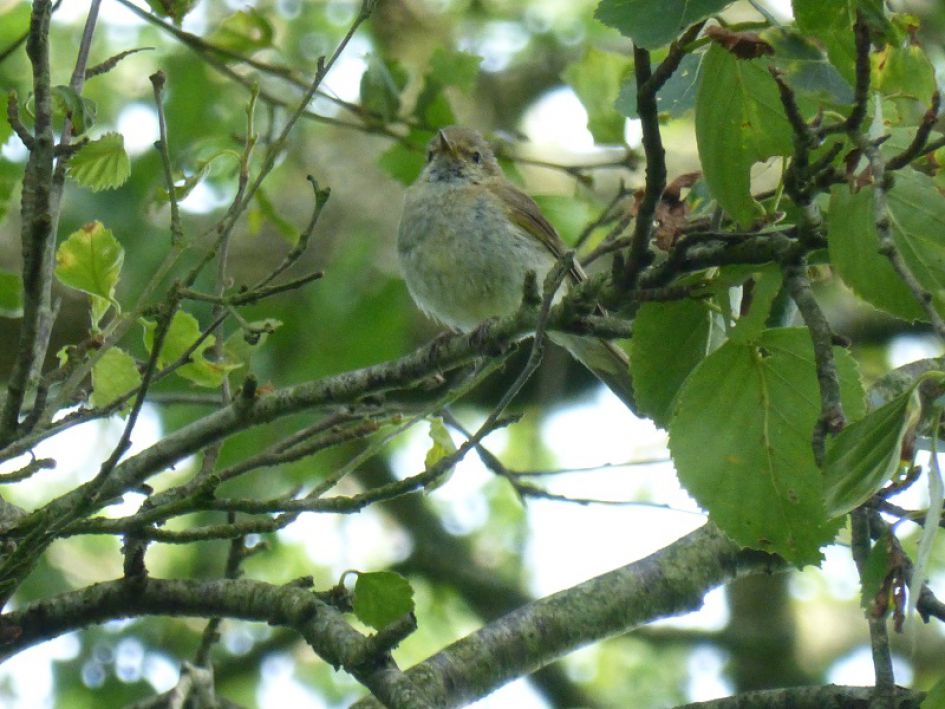 Welke vogel is dit?
