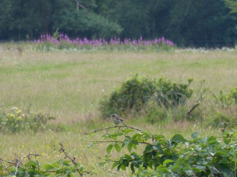 Welke vogel is dit?