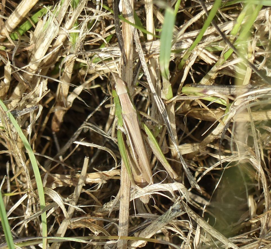 zompsprinkhaan  of krasser 2