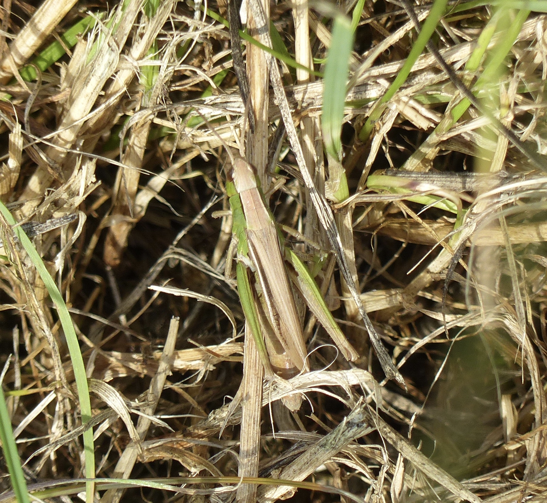 zompsprinkhaan  of krasser 2