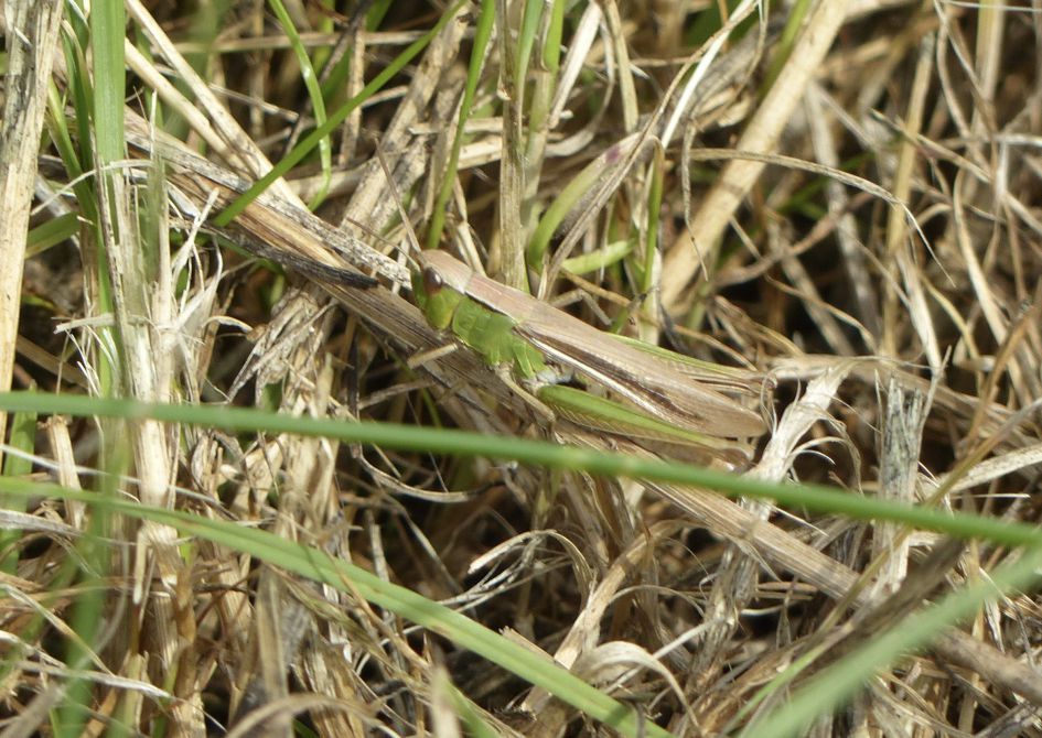 Zompsprinkhaan of krasser?