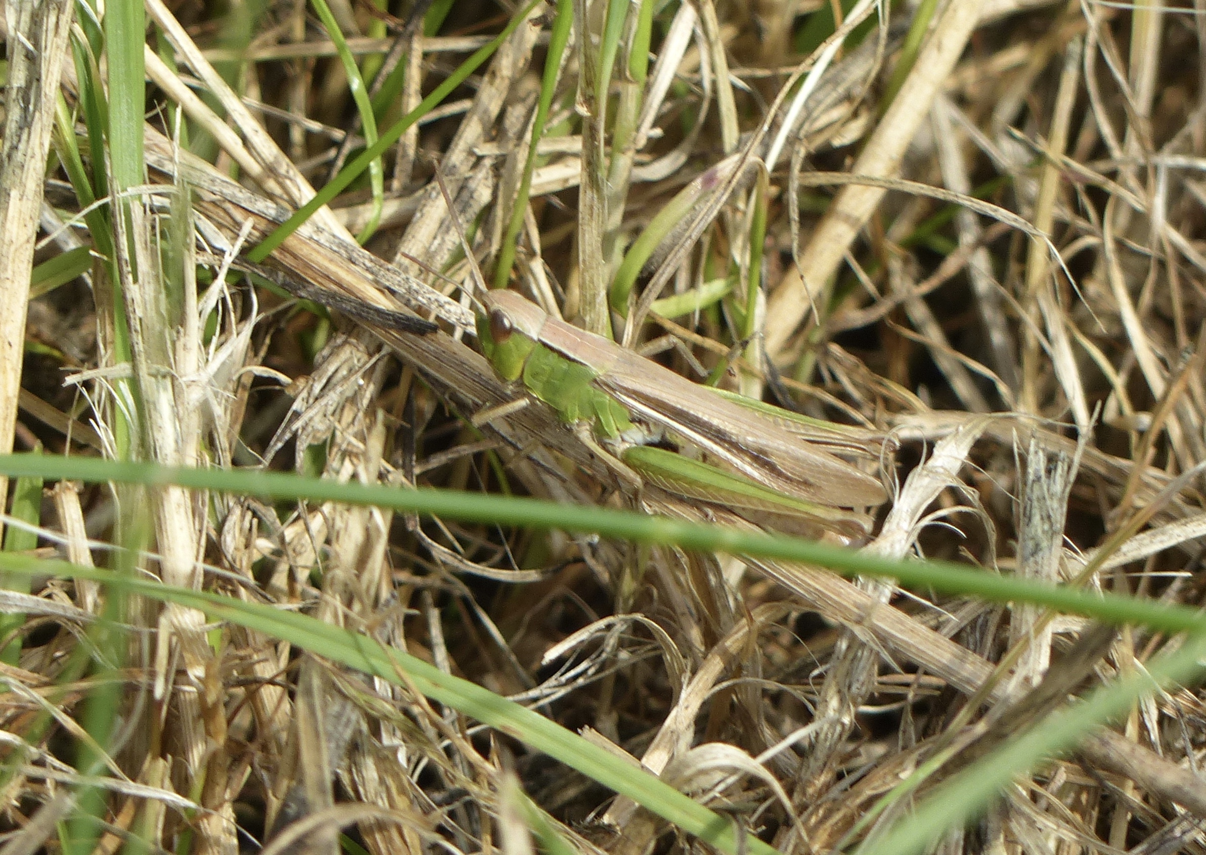 Zompsprinkhaan of krasser?